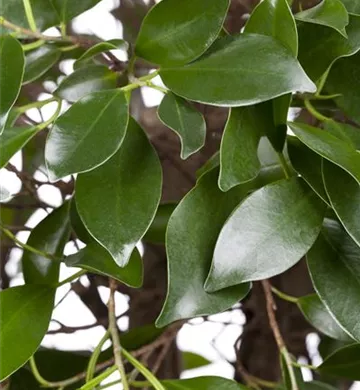 Ficus microcarpa