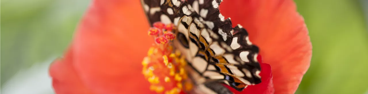 Der Experimentiergarten: es gibt Viel zu entdecken!