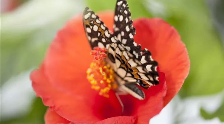 Der Experimentiergarten: es gibt Viel zu entdecken!