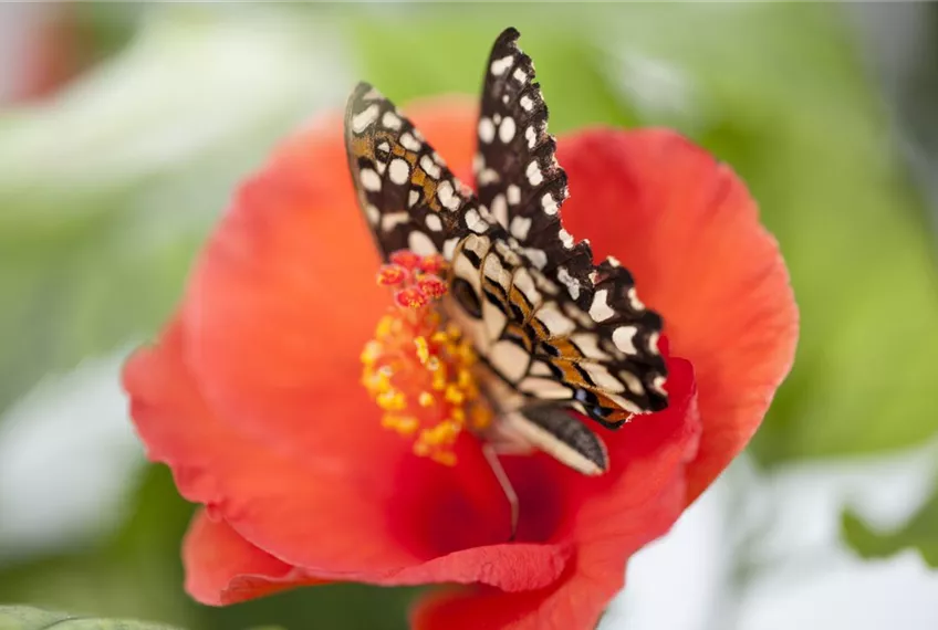 Der Experimentiergarten: es gibt Viel zu entdecken!