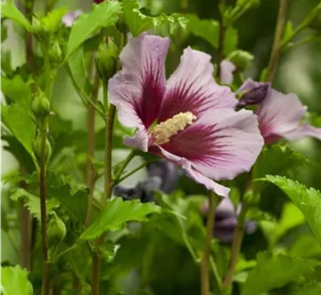 Der Hibiskus, ein großartiges Mitglied im Garten-Ensemble