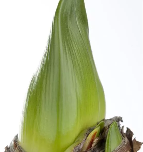 Hippeastrum