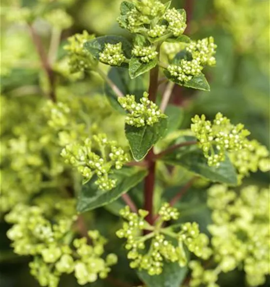Hydrangea paniculata