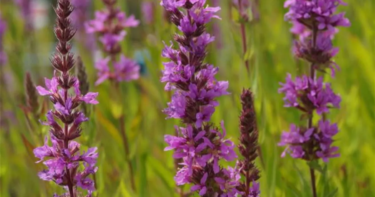 Lythrum salicaria, Garten-Blut-Weiderich - frux