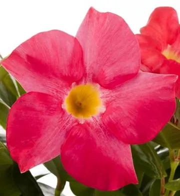 Mandevilla sanderi