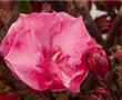 Oleander