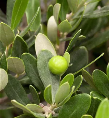 Olea europaea