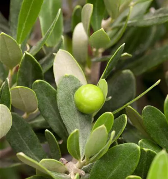 Olea europaea