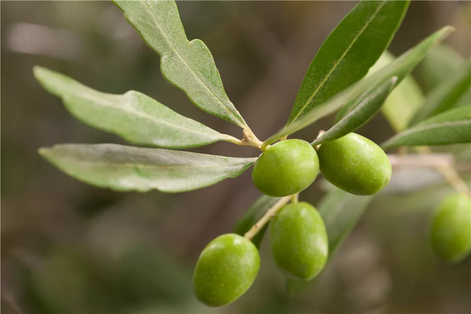 Olea europaea, Olivenbaum - frux