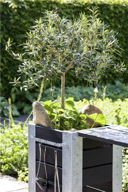 Olea europaea, Olivenbaum - frux