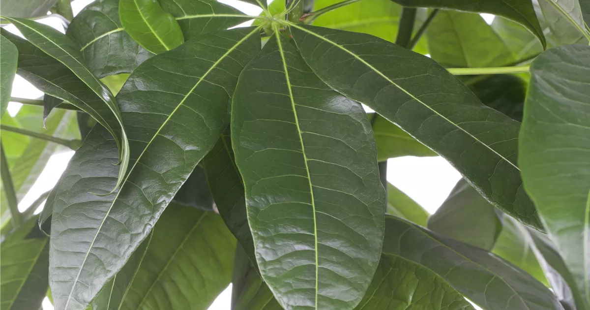 glcksfeder raven pink Glcksfeder 'Raven' - Zamioculcas zamiifolia Raven