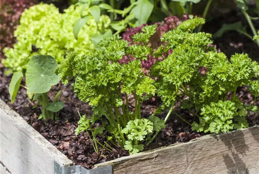 Das DIY-Hochbeet: nützlich, modern und super praktisch