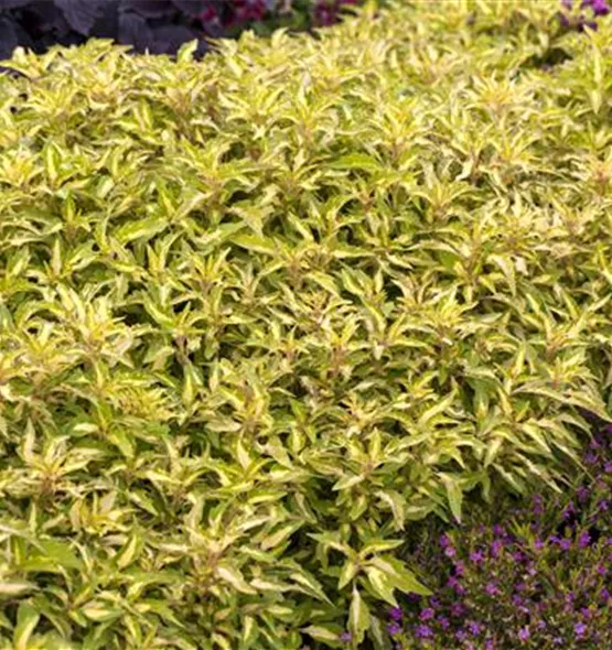 Plectranthus scutellarioides