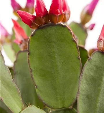 Rhipsalidopsis gaertneri