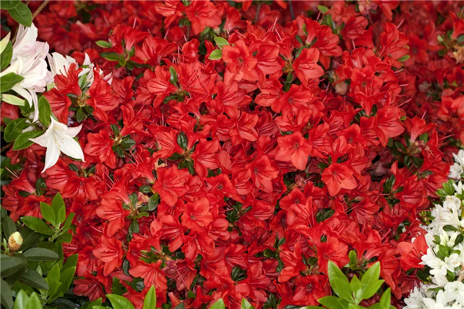 Rhododendron obtusum, Japanische Azalee - frux
