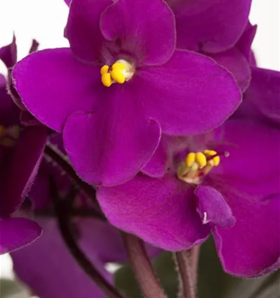 Saintpaulia ionantha