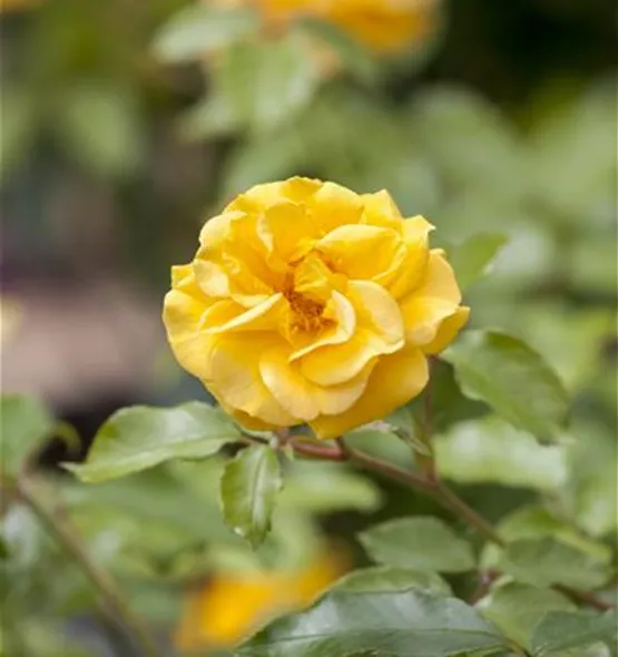 Strauchrose