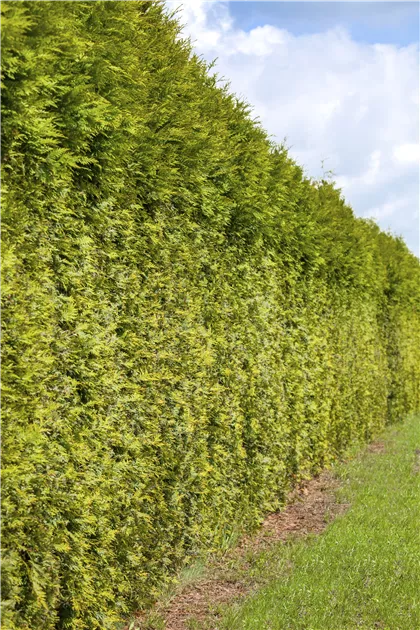 wisteria for sale Buy Wisteria floribunda 'Macrobotrys' Lavender Japanese Wisteria — Mr Maple  │ Buy Japanese Maple Trees main image 1