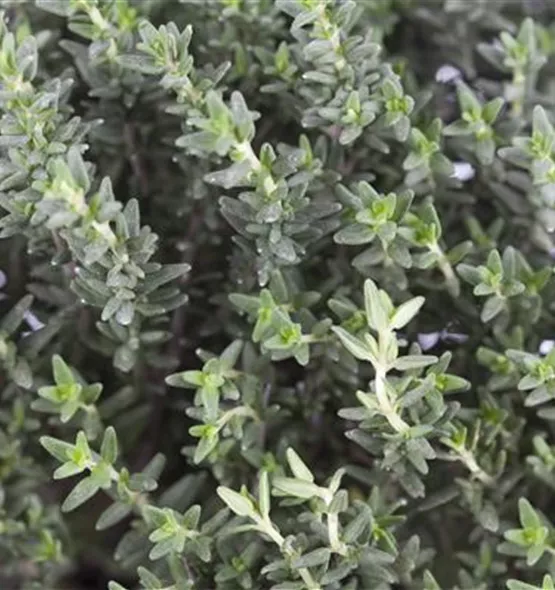 Thymus vulgaris