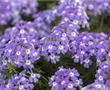 Verbena-Hybride
