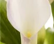Zimmercalla