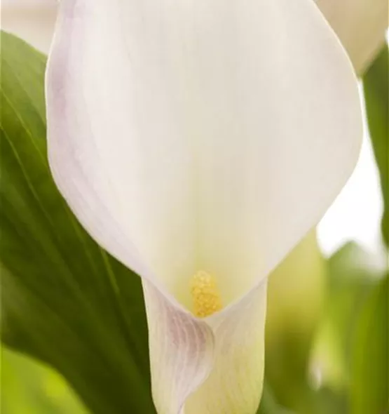 Zantedeschia aethiopica