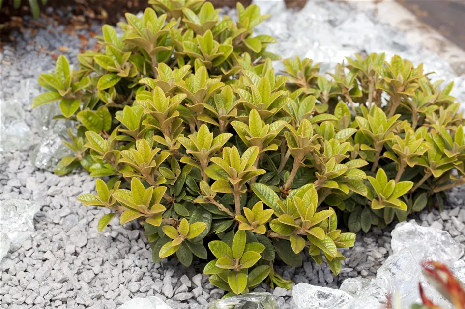 thuja brabant gelbe spitzen Jetzt Lebensbaum 'Golden Brabant'  online kaufen bei Bohlken  Pflanzenversand  Bohlken Pflanzenversand GbR