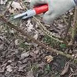 Beetrosen - Zur&#252;ckschneiden im Fr&#252;hling