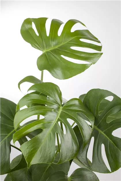 Monstera deliciosa, Fensterblatt - frux