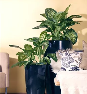 Dieffenbachia
