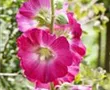 Stockrose