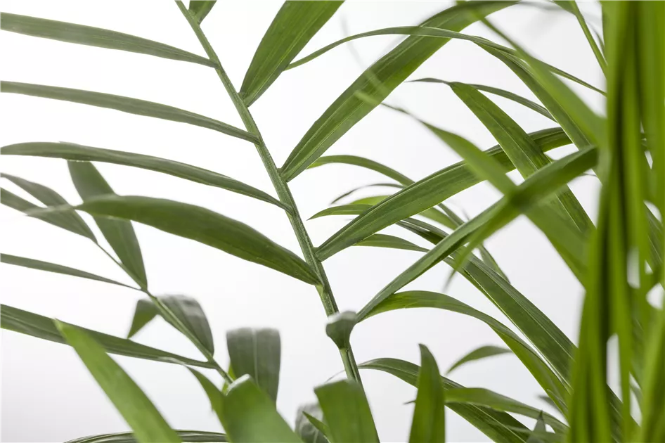 Chamaedorea elegans, Mexikanische Bergpalme - frux