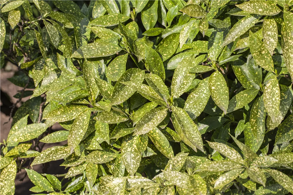 Aucuba japonica, Japanische Aucube - frux