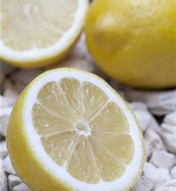 Citrus limon
