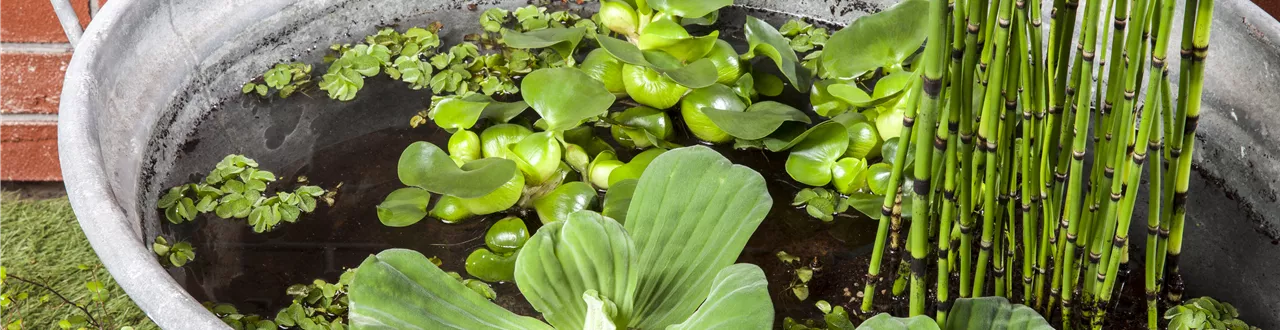 Der Mini-Teich – kleiner Teich ganz groß