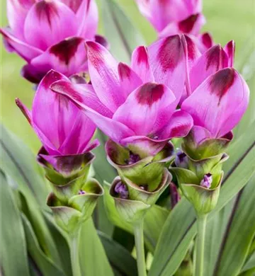 Curcuma alismatifolia