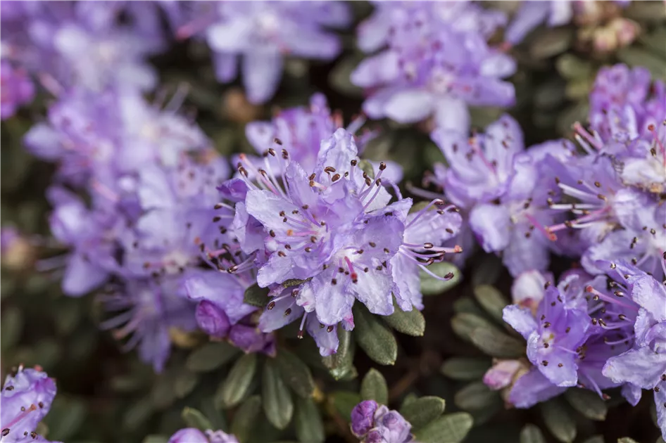 Rhododendron impeditum, Kleinblttriger Rhododendron - frux