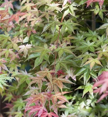 Acer palmatum