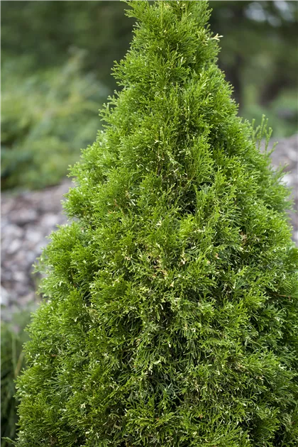 Thuja occidentalis, Abendlndischer Lebensbaum - frux