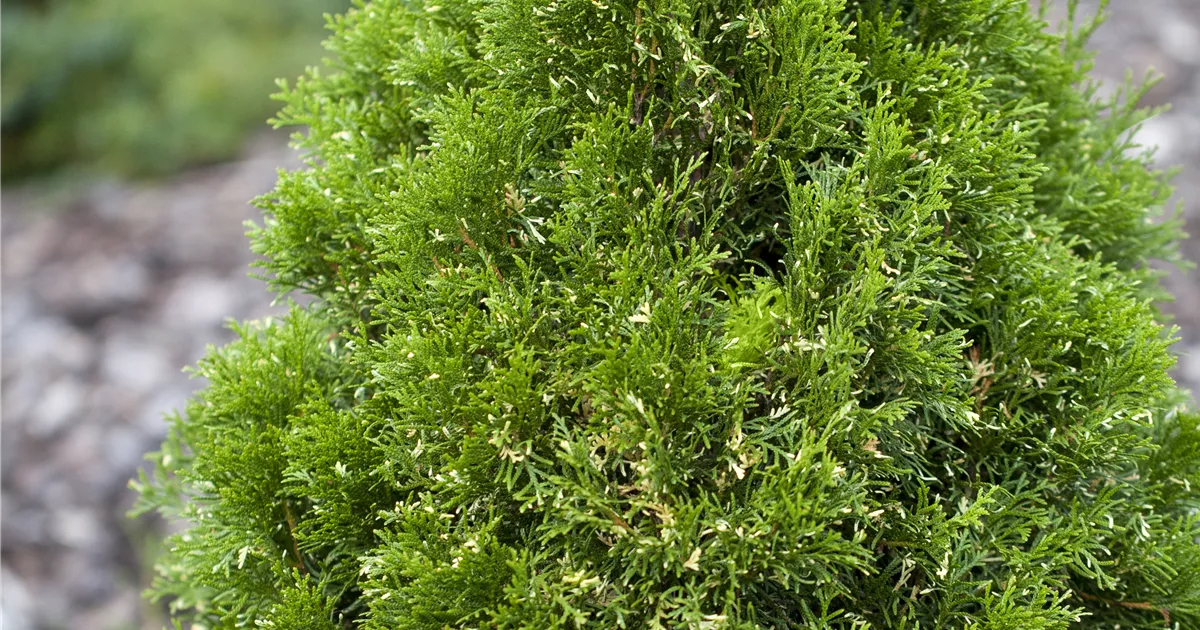 Thuja occidentalis, Abendlndischer Lebensbaum - frux