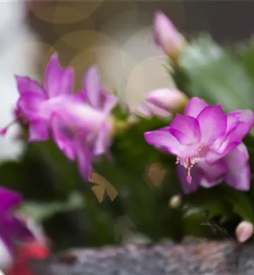 Schlumbergera bridgesii