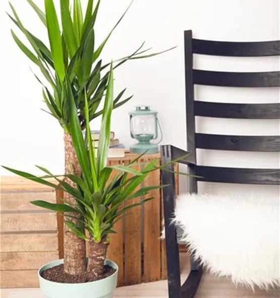Yucca elegans