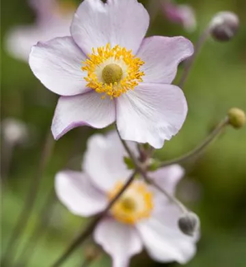 Anemone hupehensis