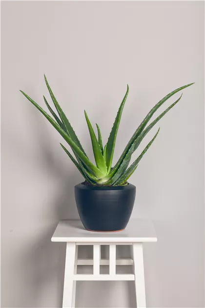 Aloe vera, Echte Aloe - frux