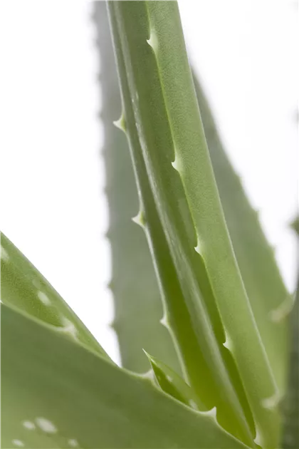 Aloe vera, Echte Aloe - frux