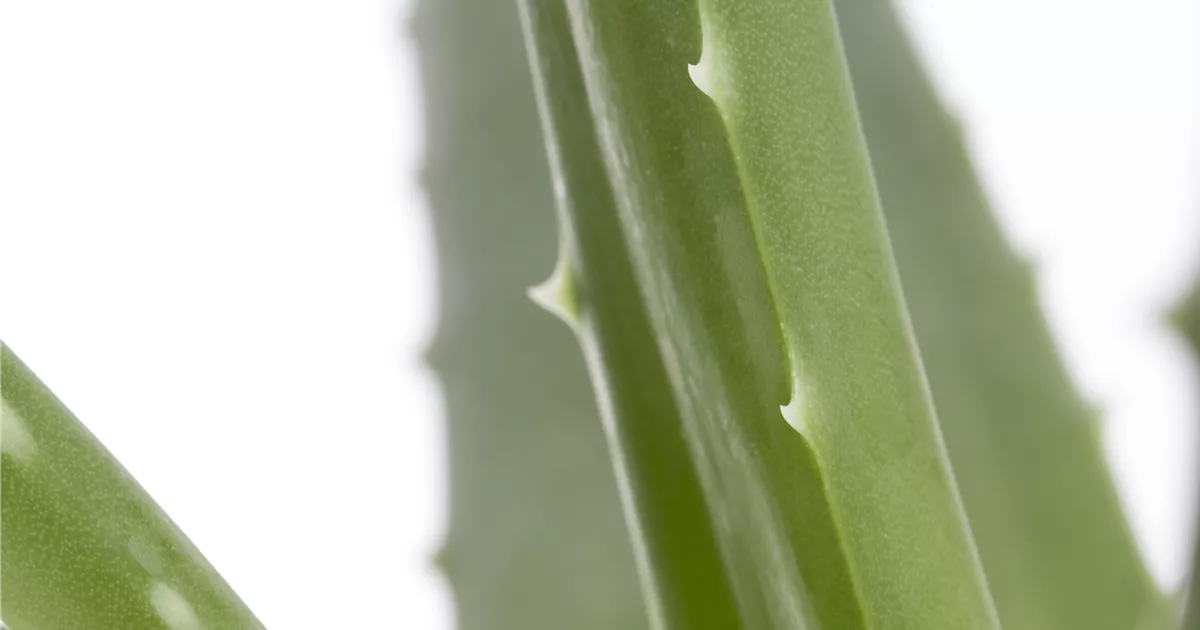 Aloe vera, Echte Aloe - frux