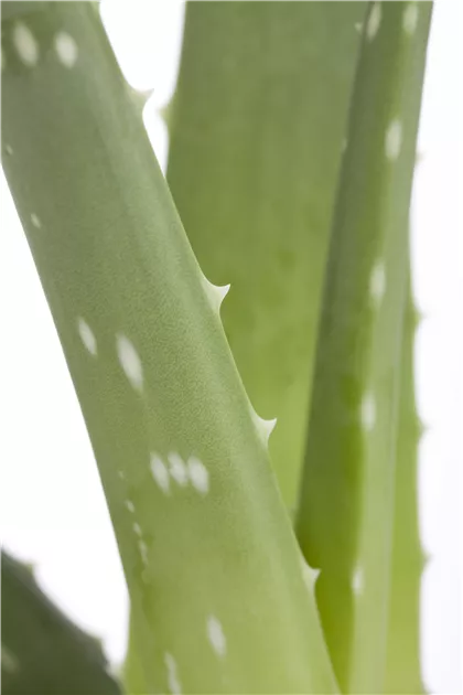 Aloe vera, Echte Aloe - frux