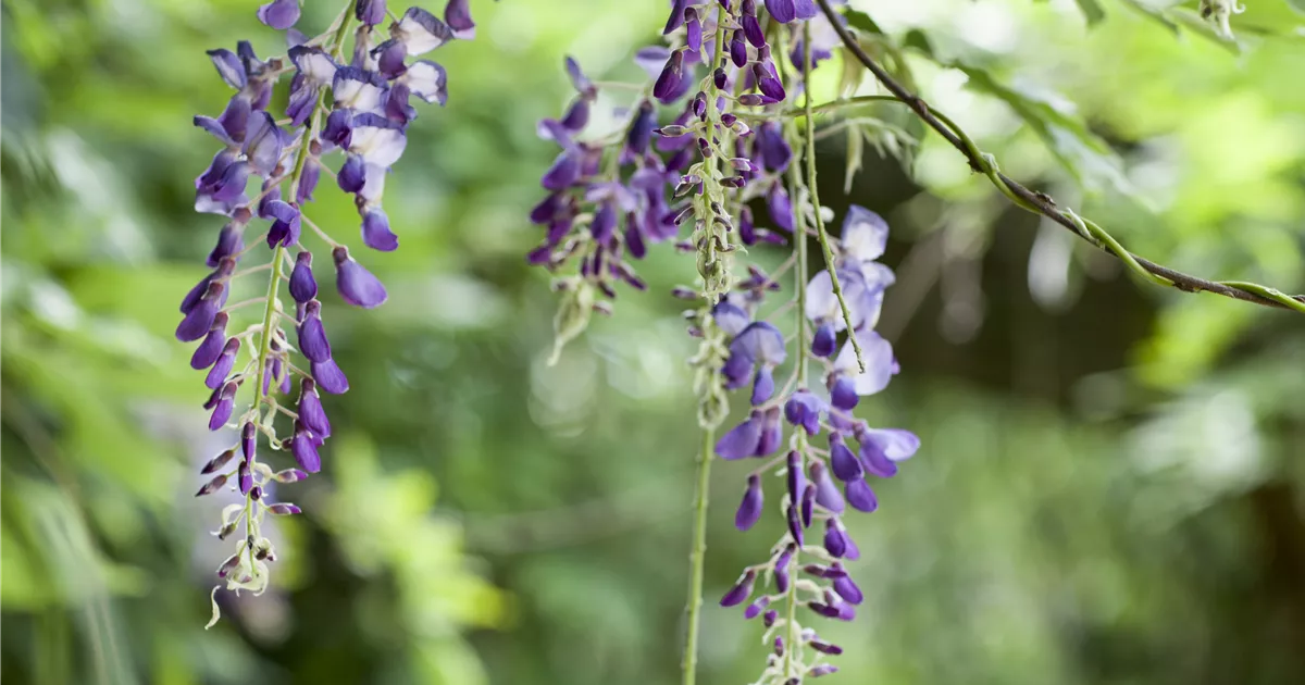 Wisteria floribunda, Japanischer Blauregen - frux