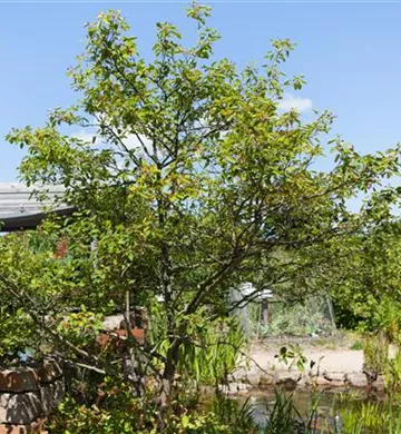 Amelanchier lamarckii