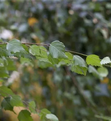 Betula pendula
